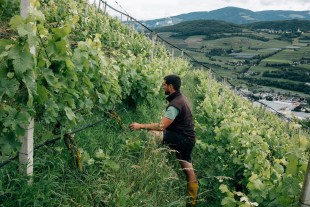Bioland Weingüter in Südtirol 