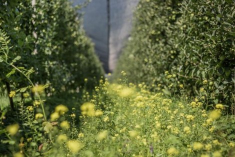Naturschutzseminare: Blühstreifen 