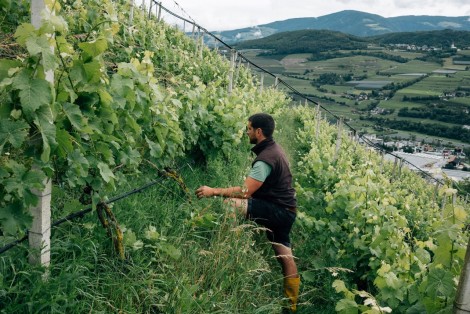 Bioland Weingüter in Südtirol 