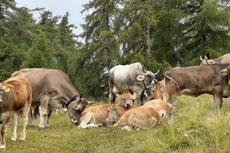 Kuhknigge beim Wandern
